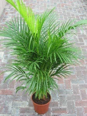 Zomoloco Areca Plam(Hybrid, Pack of 1)