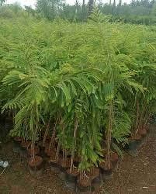 GLOBQRO Amla Plant(Hybrid, Pack of 1)