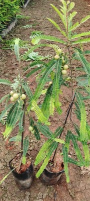 Ukanda Amla Plant(Hybrid, Pack of 1)