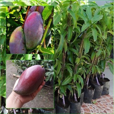 PB honey priya plant Mango Plant(Hybrid, Pack of 1)