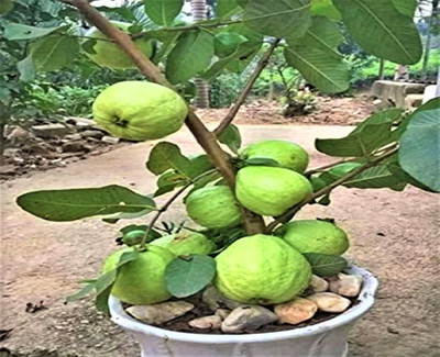 RPUNIVERSE Guava Plant(Hybrid, Pack of 1)