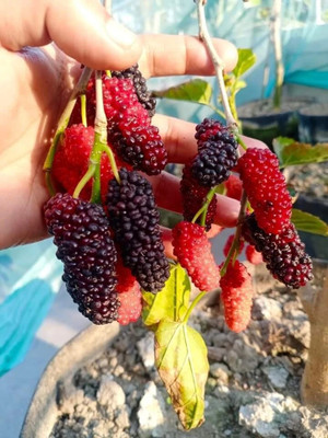 Loveri Shahtoot/Mulberry Plant(Hybrid, Pack of 1)