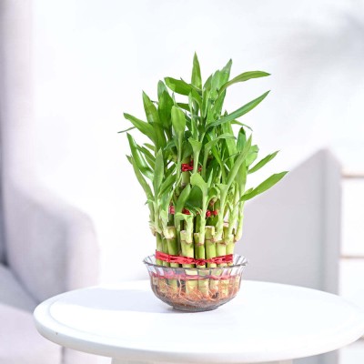 UGAOO Three Layer Bamboo Plant(Pack of 1)