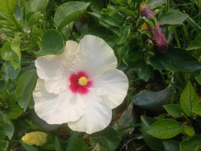 GroWgaach Hibiscus Plant(Hybrid, Pack of 4)