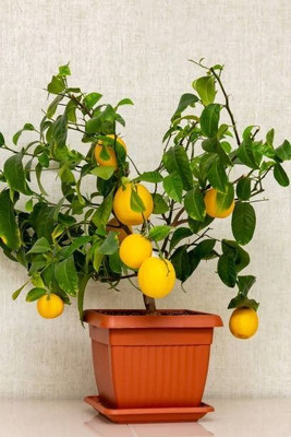 MAMONI TRADERS Lemon Plant(Hybrid, Pack of 1)