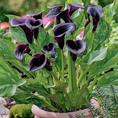 GISLENUS Lily Plant(Hybrid, Pack of 1)