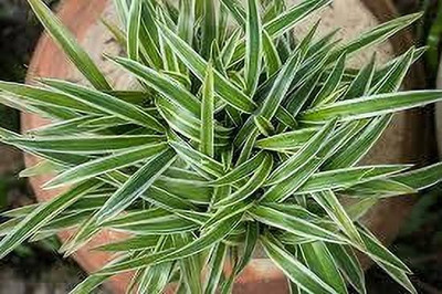 rimi Spider Plant(Hybrid, Pack of 1)