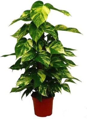 My Dream Nursery Money Plant(Hybrid, Pack of 1)