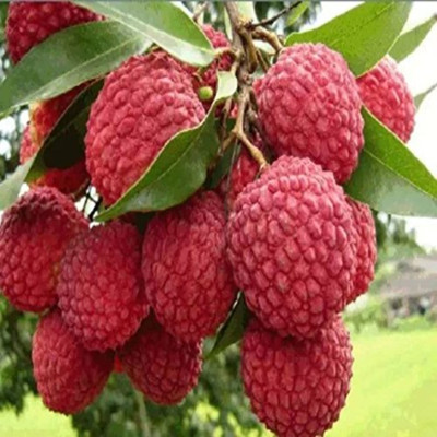 Cloud Farm Litchi Plant(Hybrid, Pack of 1)