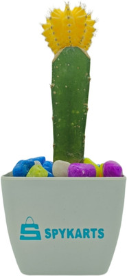 SPYPL Cactus Opuntia Microdasys Plant(Hybrid, Pack of 1)