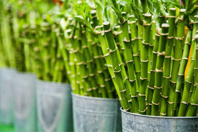 ARYAN EVERGREEN Two Layer Bamboo Plant(Hybrid, Pack of 1)
