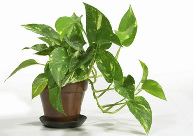 Cloud Farm Money Plant(Hybrid, Pack of 1)