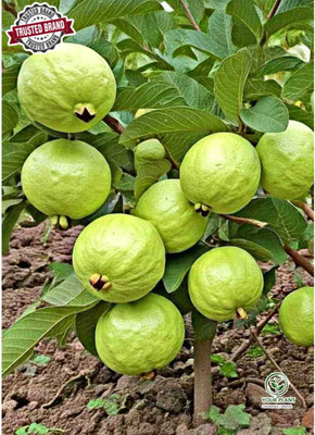 Cloud Farm Guava Plant(Hybrid, Pack of 1)