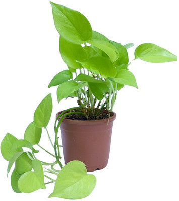 Uganio Money Plant(Hybrid, Pack of 1)