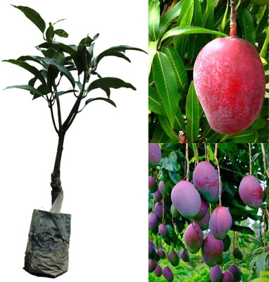Miyazaki Mango Plant(Pack of 1)
