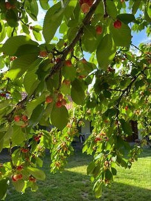 LeafLinkPlants Shahtoot/Mulberry Plant(Hybrid, Pack of 1)
