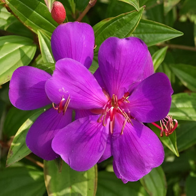 ALOCHUZ Begonia Vanusta Plant(Hybrid, Pack of 1)