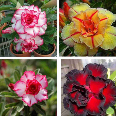 YourPlant Adenium Plant(Hybrid, Pack of 2)