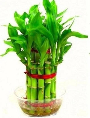 aaryason Two Layer Bamboo Plant(Hybrid, Pack of 1)