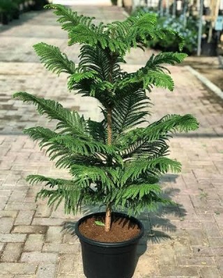 minatigreenhouse Christmas Tree Plant(Hybrid, Pack of 1)