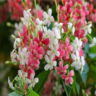 Moon Star Madhumalti/Rangoon Creeper(Hybrid, Pack of 1)