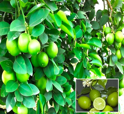 Vietnam malta lemon Lemon Vine Plant, Lemon Plant, Sweet Lemon Plant(Pack of 1)