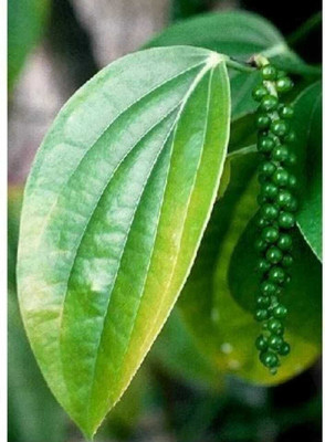 Ukanda Black Pepper Plant(Hybrid, Pack of 1)