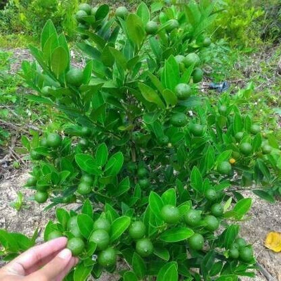 PLANTTOOZS Lemon Plant(Hybrid, Pack of 1)