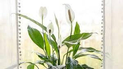Bakuchi Peace Lily Plant(Hybrid, Pack of 1)