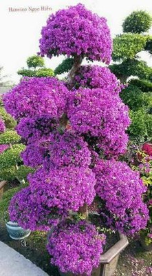 KUMUBON Tabebuia rosea(Hybrid, Pack of 1)