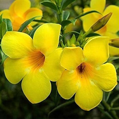 HIGH TECH FARM Mandevilla Plant(Hybrid, Pack of 1)