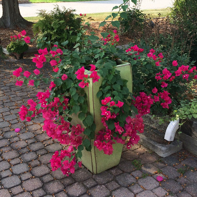 MULAKQALA Bougainvillea Plant(Hybrid, Pack of 1)