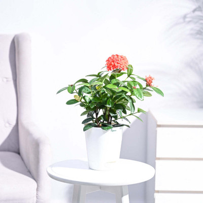 UGAOO Ixora Plant(Pack of 1)