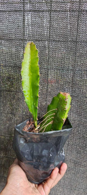 ALOCHUZ Dragon Tree(Hybrid, Pack of 1)