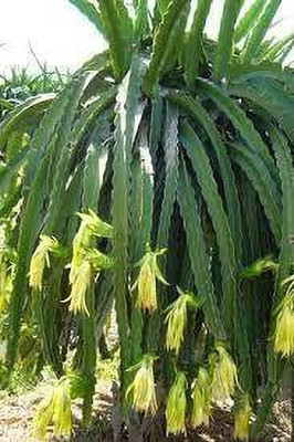 Bakuchi Dragon Tree(Hybrid, Pack of 1)