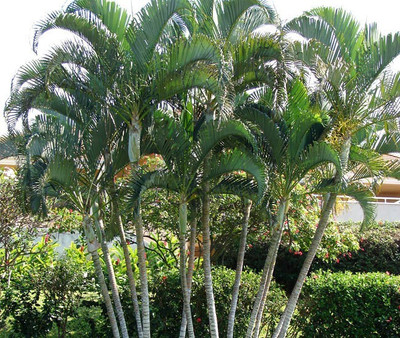 Bakuchi Areca Palm(Hybrid, Pack of 1)