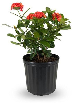 Cloud Farm Ixora Plant(Hybrid, Pack of 1)