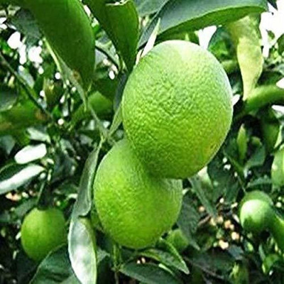 UNIFRESH Lemon Plant(Hybrid, Pack of 1)
