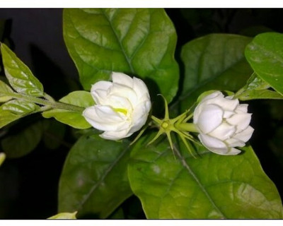 Durga Green Garden Jasmine Plant(Hybrid, Pack of 1)