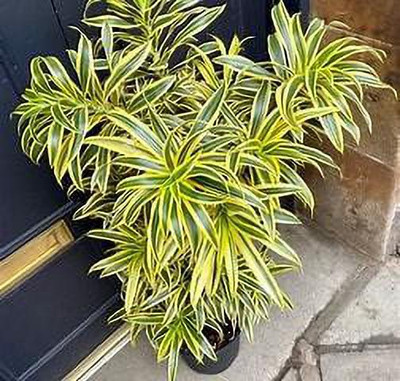 Gurprince Enterprises Song Of India Plant(Hybrid, Pack of 1)