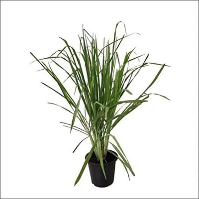 MAITRA AND SONS Lemon Grass Plant(Hybrid, Pack of 1)