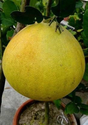 MAITRA AND SONS Lemon Plant(Hybrid, Pack of 1)
