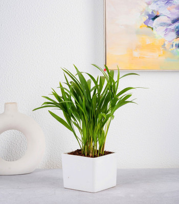 GREENLEAFS Areca Palm(Pack of 1)