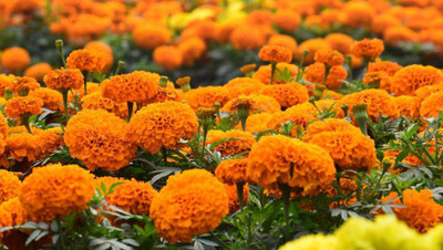 VERTISE African गेंदे का फूल /Flower Marigold/Gainda Orange Seed(500 per packet)