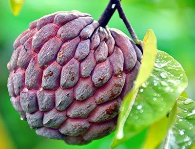GreenyOn Custard Apple Plant(Hybrid, Pack of 1)