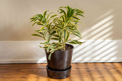 SHADOWBHANDER Song Of India Plant(Hybrid, Pack of 1)