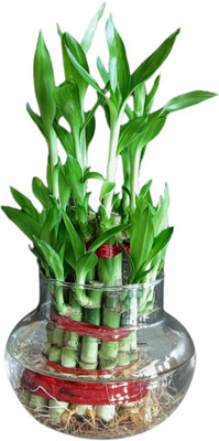 Harshgreen Two Layer Bamboo Plant(Hybrid, Pack of 1)
