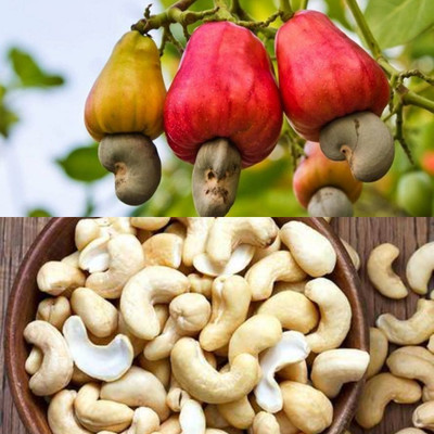 AMBRUZZ Cashew Apple Plant(Hybrid, Pack of 1)