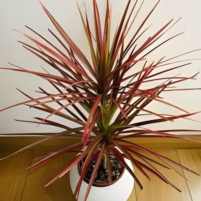 Bakuchi Dracaena Plant(Hybrid, Pack of 1)