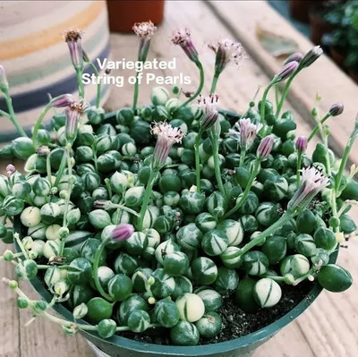 Tha live root befariya String of Pearls(Hybrid, Pack of 1)